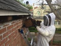 VIP Bee Rescue Bee Removal image 4